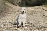 GOLDEN RETRIEVER 525